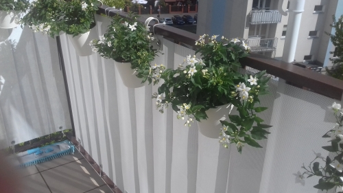 Biała osłona balkonowa o gęstym splocie zamontowana na balustradzie z białymi doniczkami pełnymi kwiatów