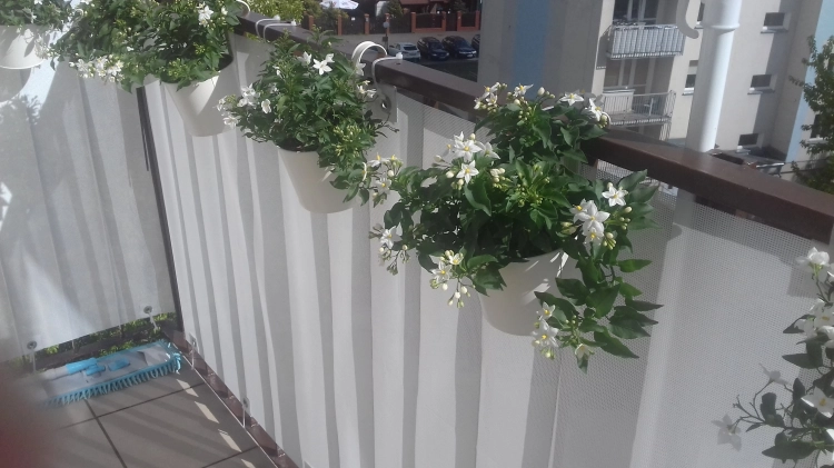 Biała osłona balkonowa na wymiar zamontowana na balustradzie tarasu z wiszącymi doniczkami z kwiatami